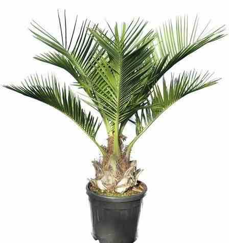 Sans Marque - Jubaea chilensis (Cocotier du chili, palmier à miel, palmier à vin) spécimen Taille:Pot 500L - 175/200cm - pied 70/80 - Imagen 1