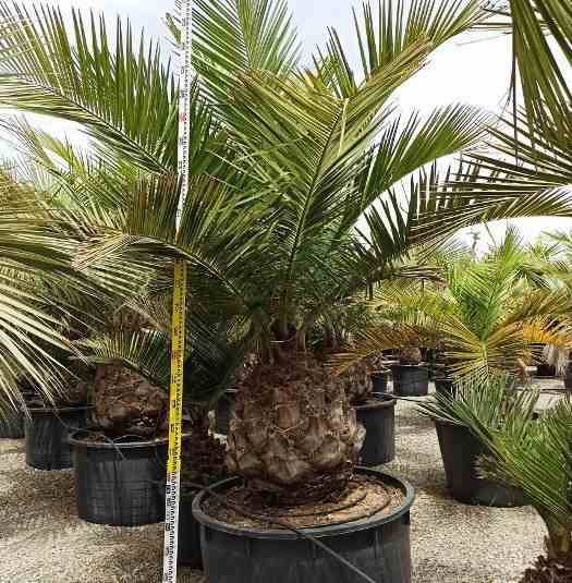 Sans Marque - Jubaea chilensis (Cocotier du chili, palmier à miel, palmier à vin) spécimen Taille:Pot 500L - 175/200cm - pied 70/80 - Imagen 7