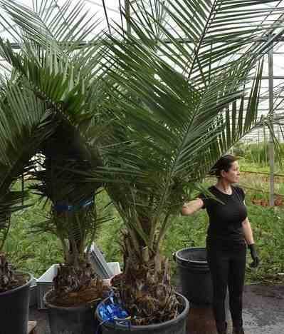 Sans Marque - Jubaea chilensis (Cocotier du chili, palmier à miel, palmier à vin) spécimen Taille:Pot 500L - 175/200cm - pied 70/80 - Imagen 3
