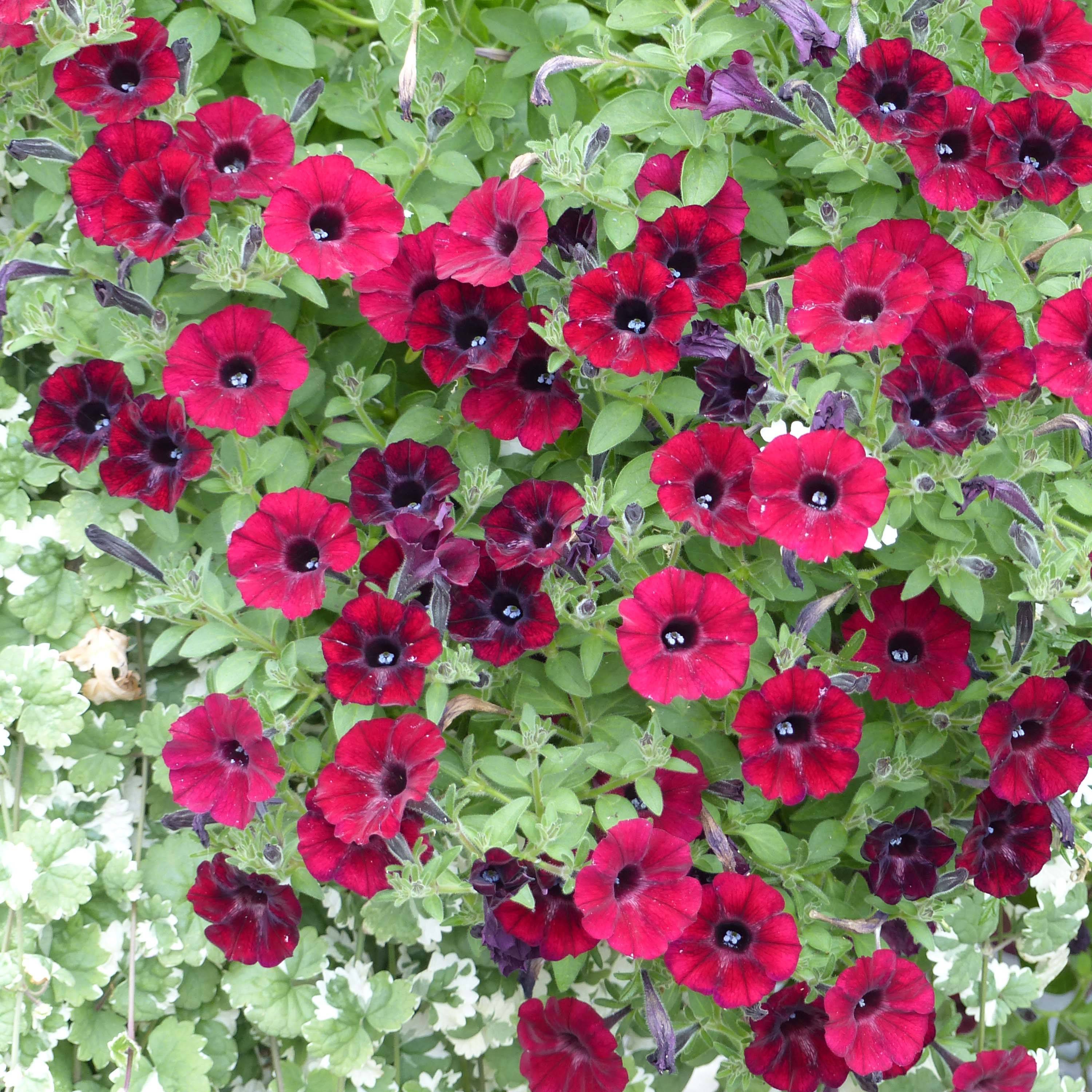 Pétunia Chocolina Mini-motte Ø 1,5/2,5 cm, Livré en plant vert de 5 à 10 cm de hauteur (par 5)