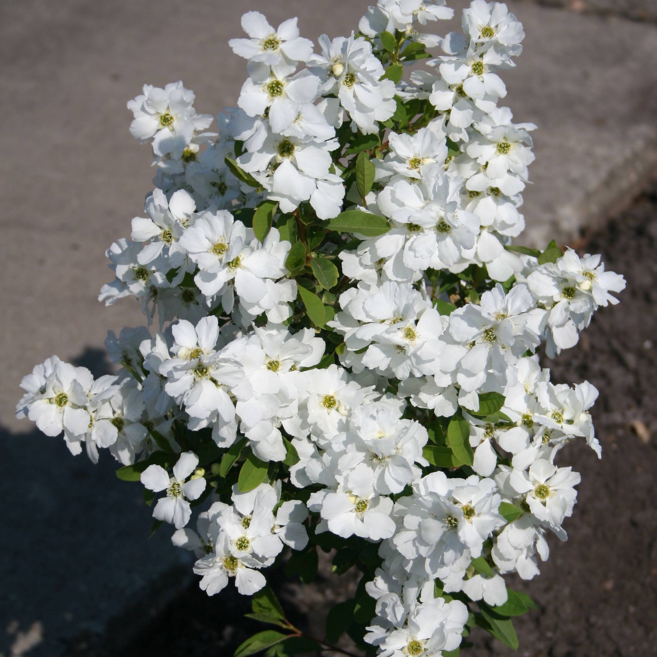 Exochorda racemosa Magical Springtime Pot de 2L/3L