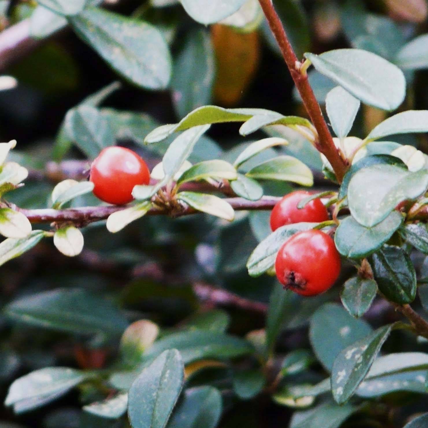 Promesse de Fleurs - Cotoneaster dammeri - Cotoneaster de Dammer Pot de 2L/3L