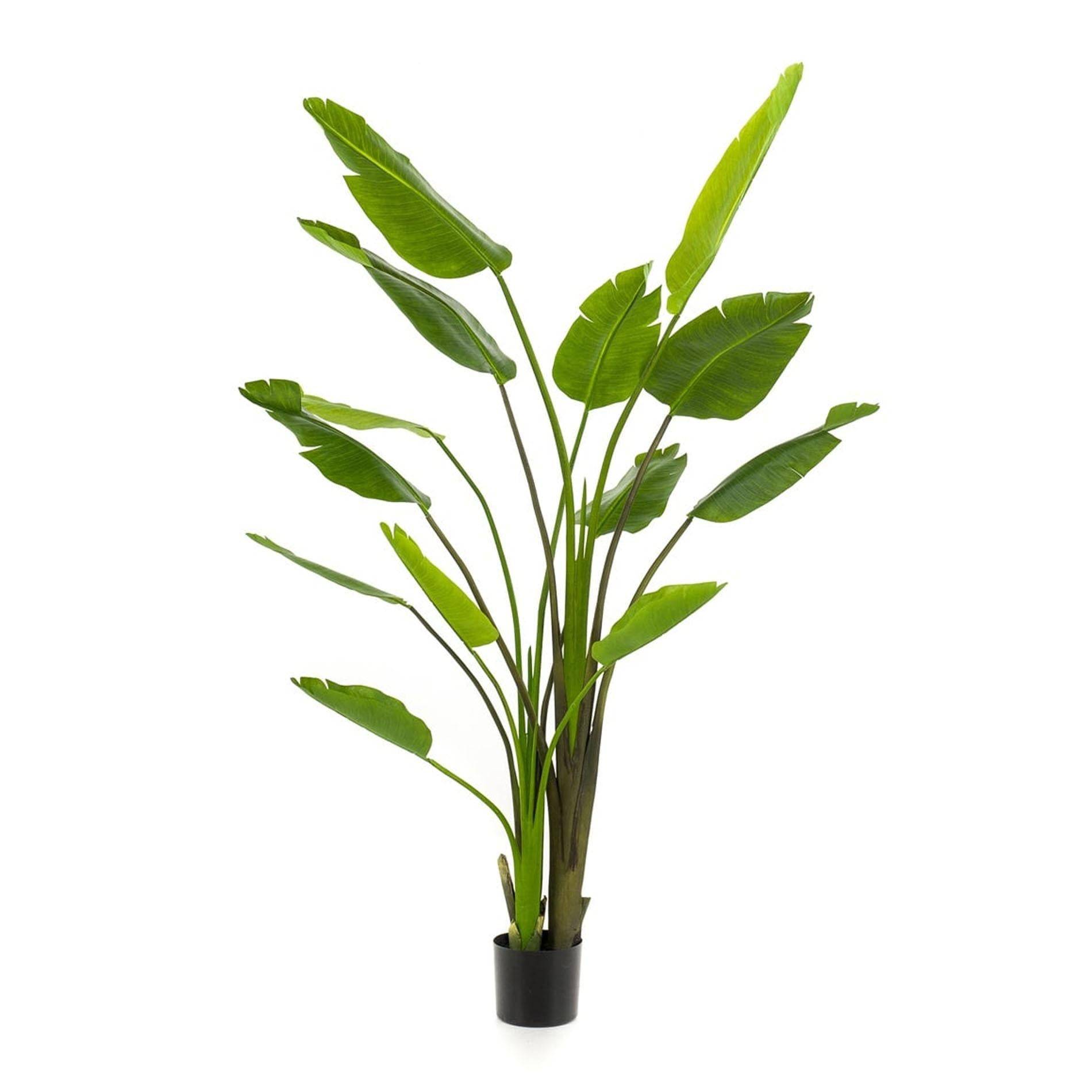 La Green Touch - Strelitzia Nicolai - H180cm - Image 1