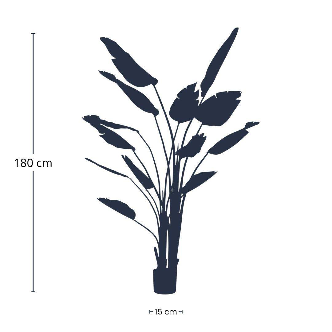 La Green Touch - Strelitzia Nicolai - H180cm - Image 4