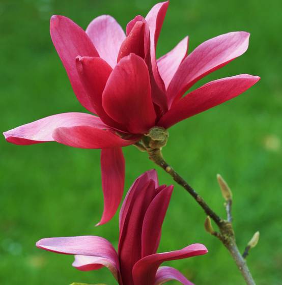 Magnolia Burgundy Star Pot de 4L/5L
