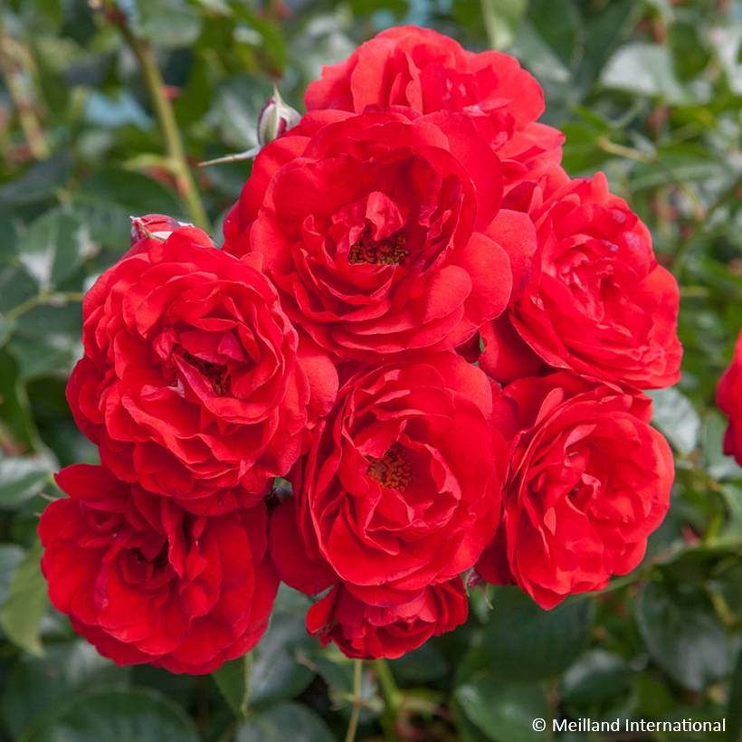 Rosier arbustif Scarlet Bonica Pot de 4L/5L