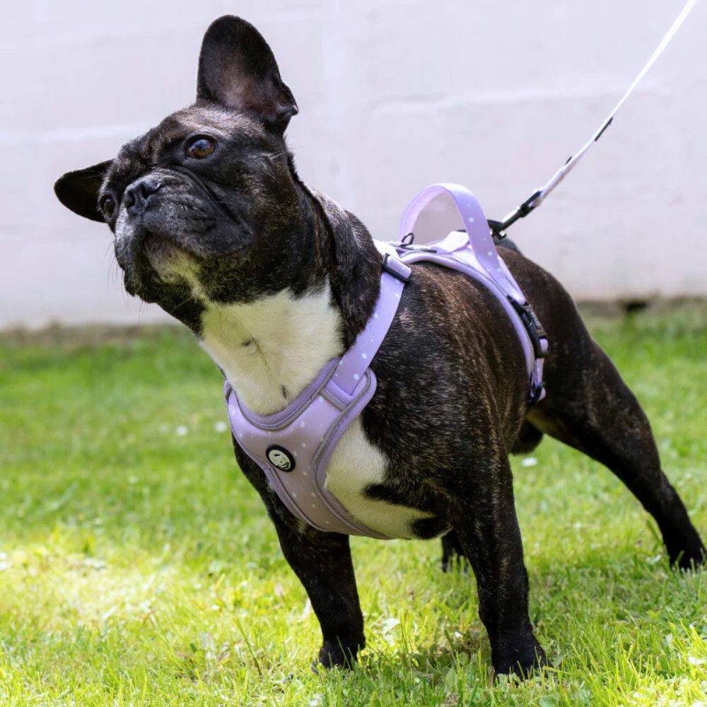 Harnais Premium pour chien confortable – Lilas – On se la Pet - Image 3