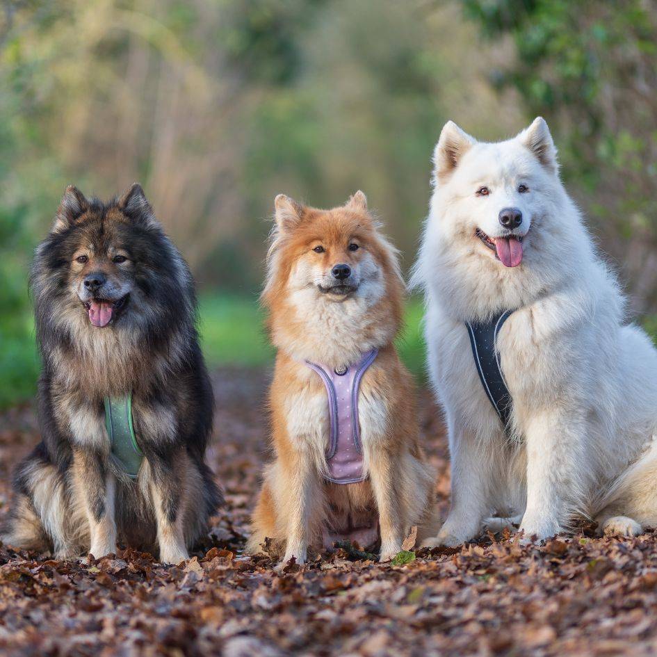 Harnais Premium pour chien confortable – Lilas – On se la Pet - Image 7