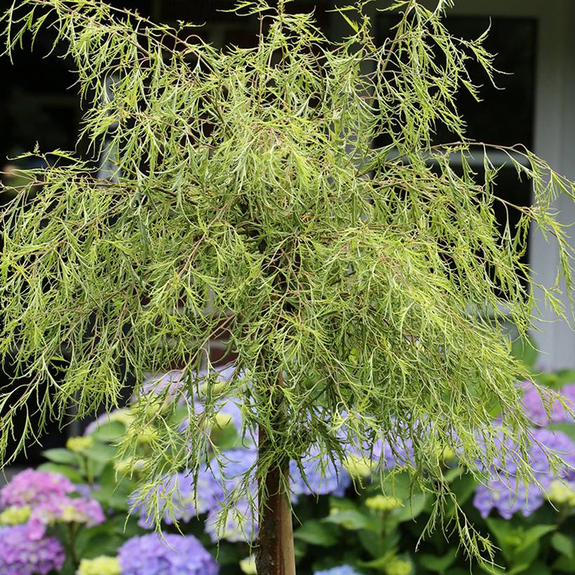 Promesse de Fleurs - Bouleau pleureur - Betula pendula Karaca Pot de 7,5L/10L