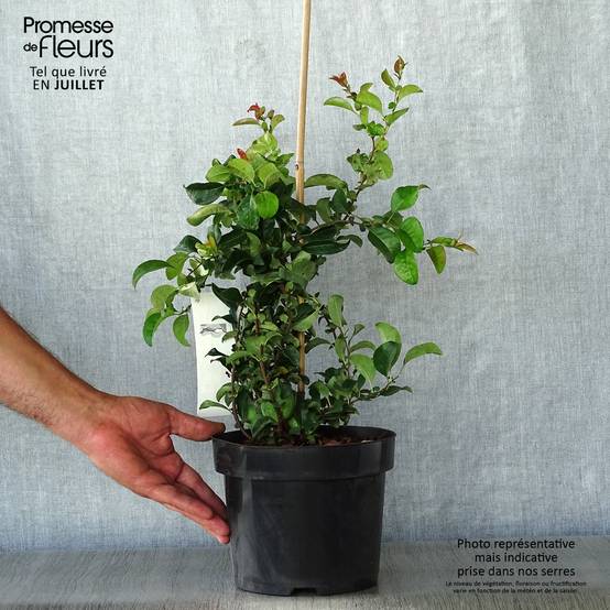 Cognassier du Japon Jet Trail - Chaenomeles superba Pot de 3L/4L - Image 2