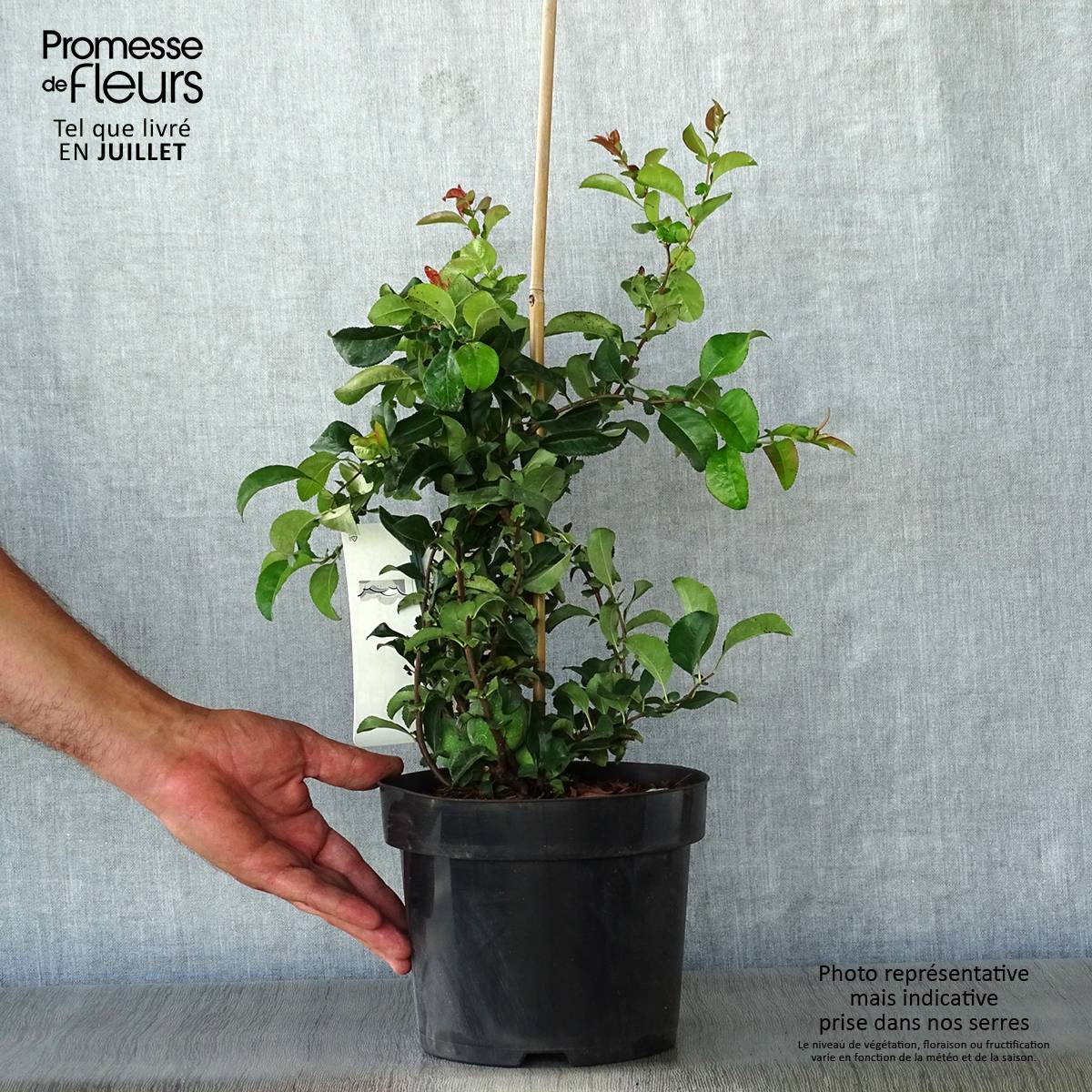 Cognassier du Japon Jet Trail - Chaenomeles superba  Pot de 3L/4L - Image 2
