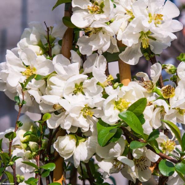 Cognassier du Japon Jet Trail - Chaenomeles superba Pot de 3L/4L - Image 1
