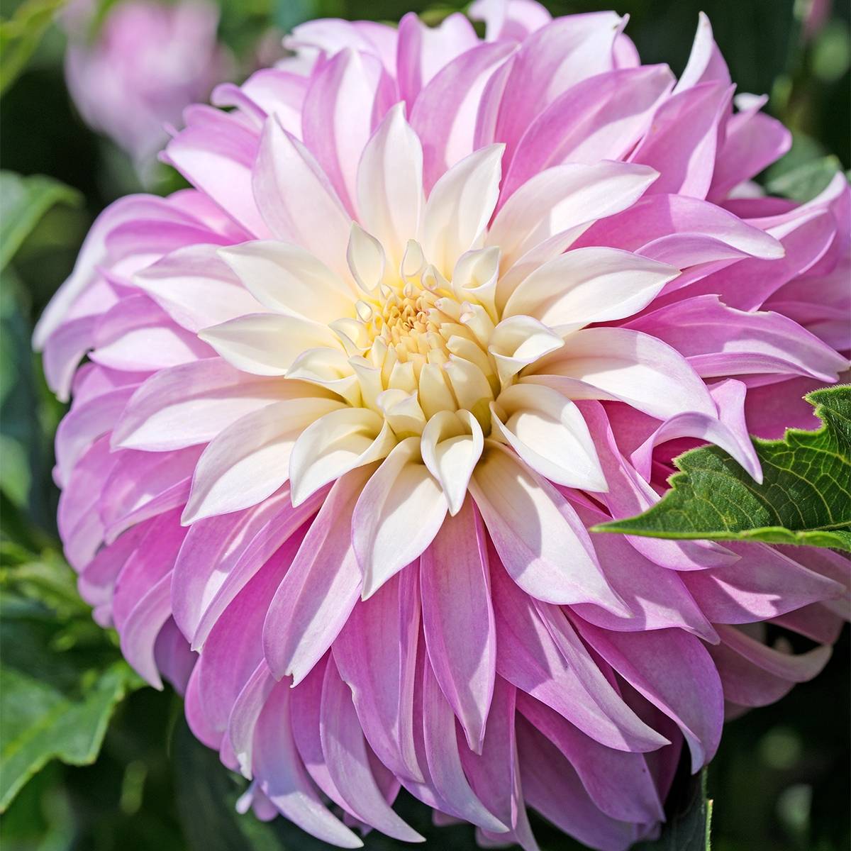 Dahlia décoratif Pink Petticoat Bulbe calibre I