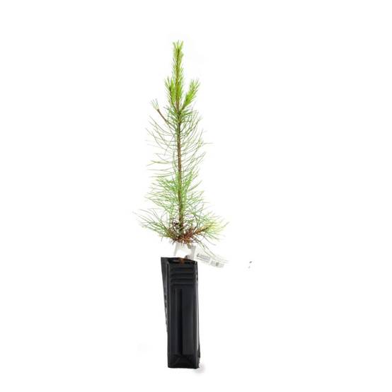 Pin laricio de Calabre (Pinus nigra var. calabrica) - Godet - Taille 20/40cm - Pépinières Naudet - Image 3