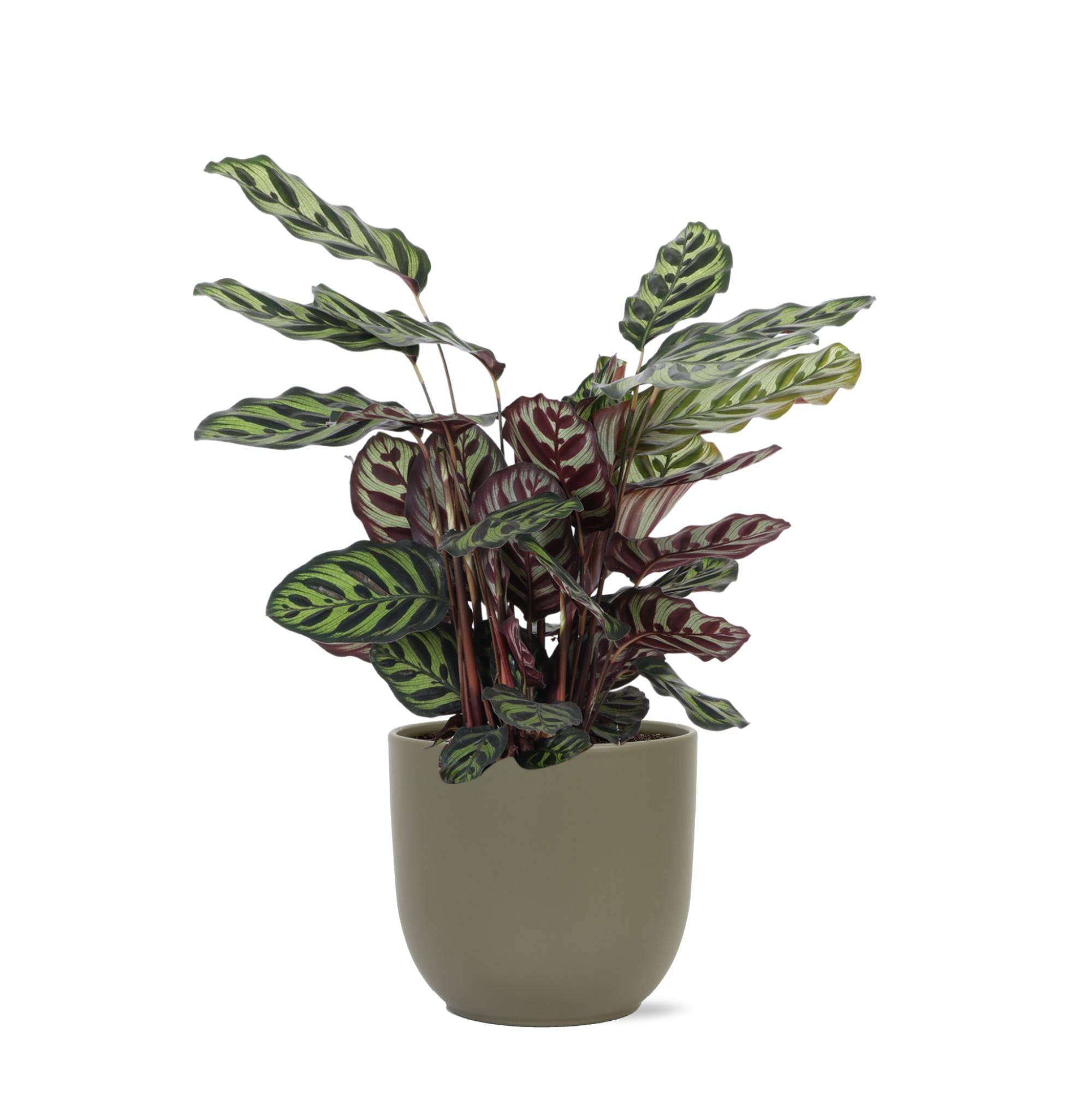 Calathea Makoyana et son pot- La Green Touch Olive - Hauteur 70cm