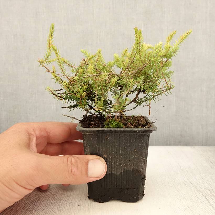 Bruyère d'hiver Winter Belles Tylou - Erica x darleyensis Godet de 8/9 cm - Image 2