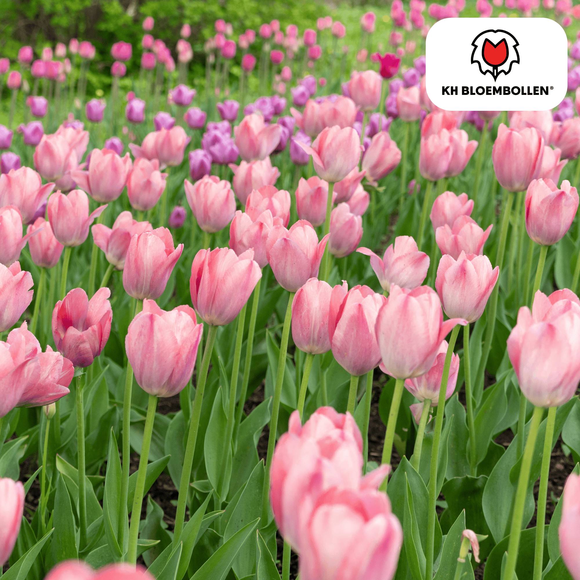 La Green Touch - Tulipe Apricot Delight - 20 bulbes - Image 4
