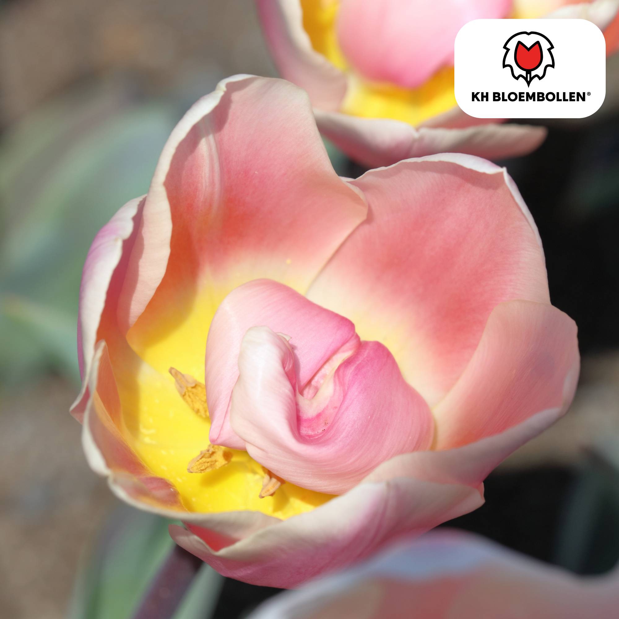 La Green Touch - Tulipe Apricot Delight - 20 bulbes - Image 2