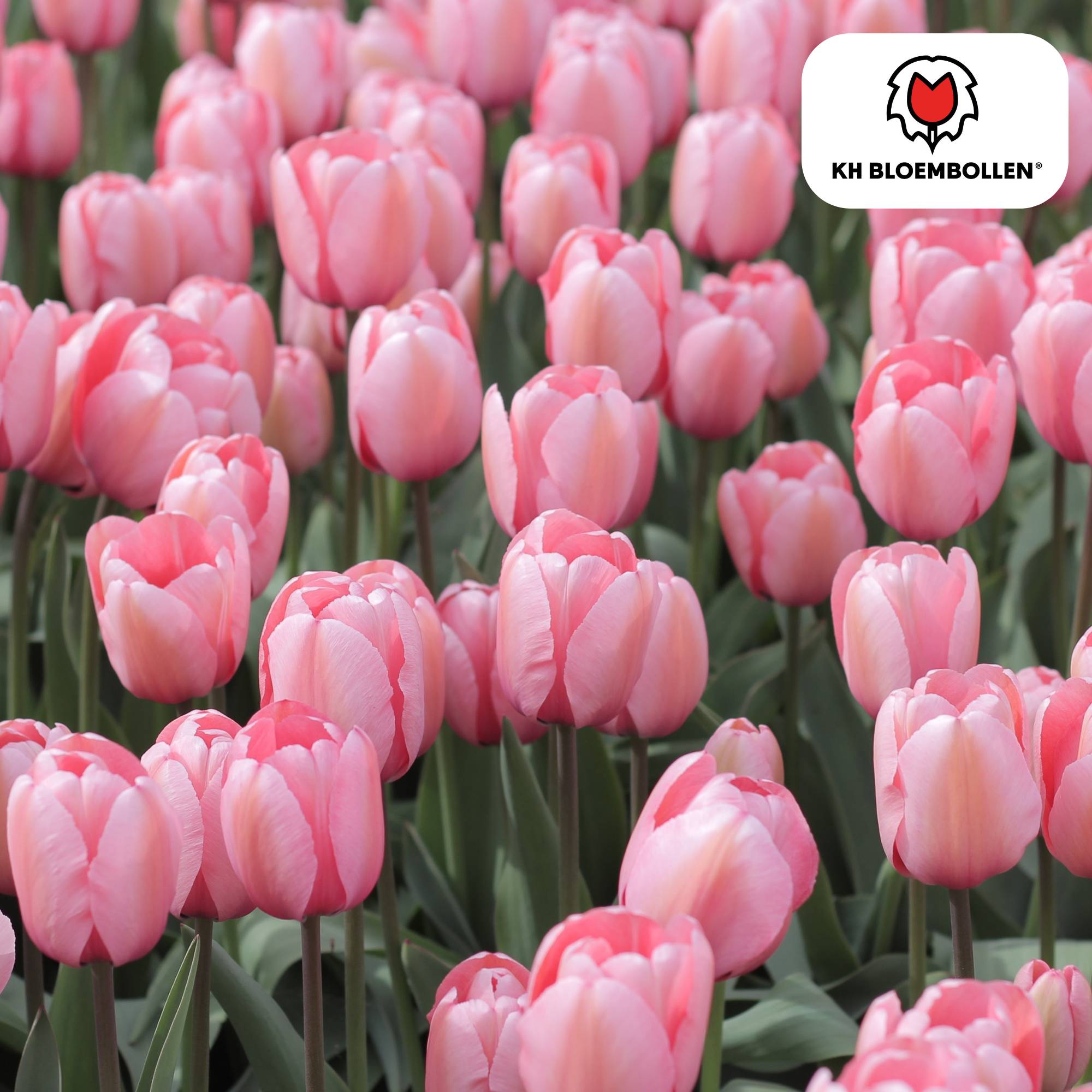 La Green Touch - Tulipe Apricot Delight - 20 bulbes - Image 1