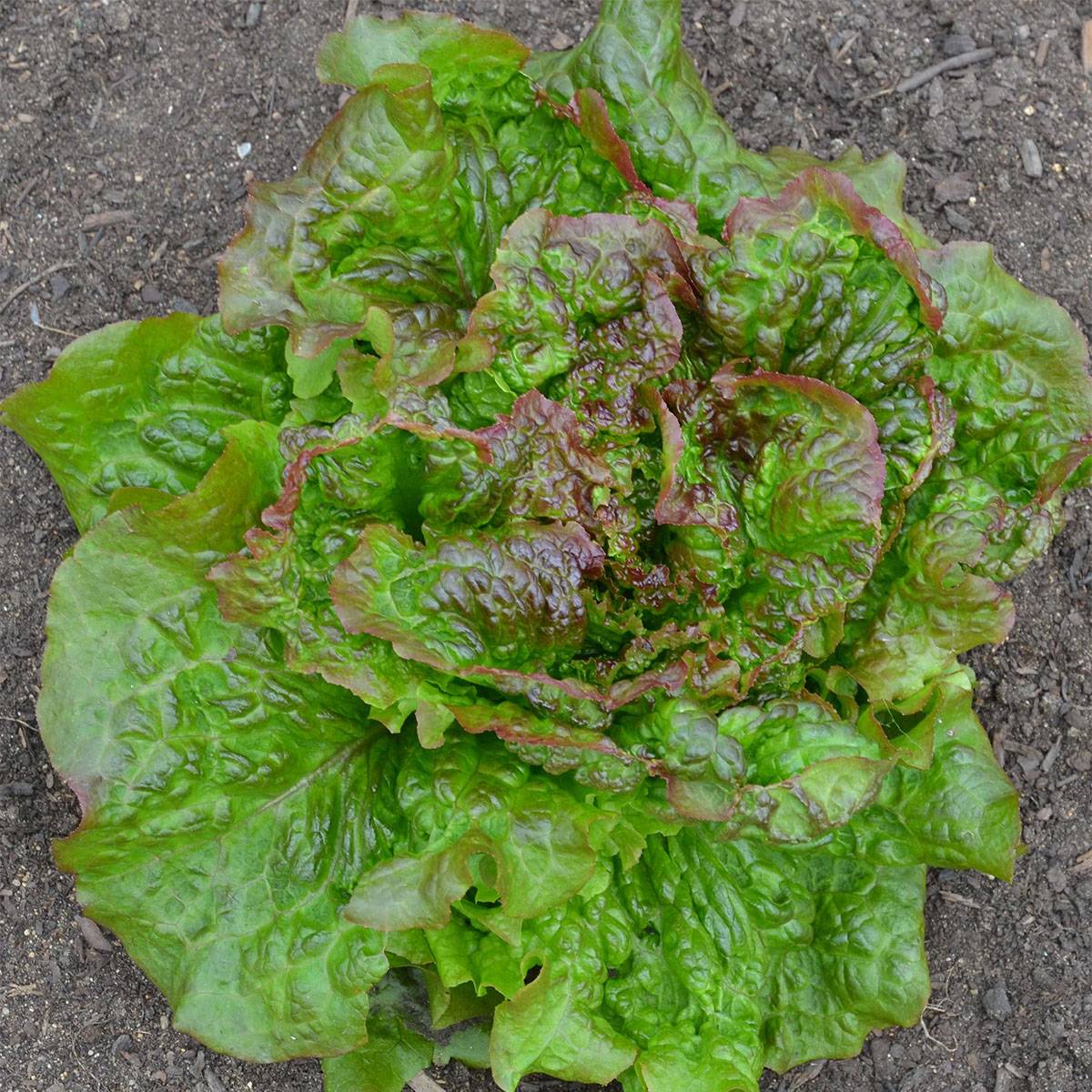 Laitue Batavia Rouge Grenobloise Bio - Ferme de Sainte Marthe le sachet de 500 graines environ