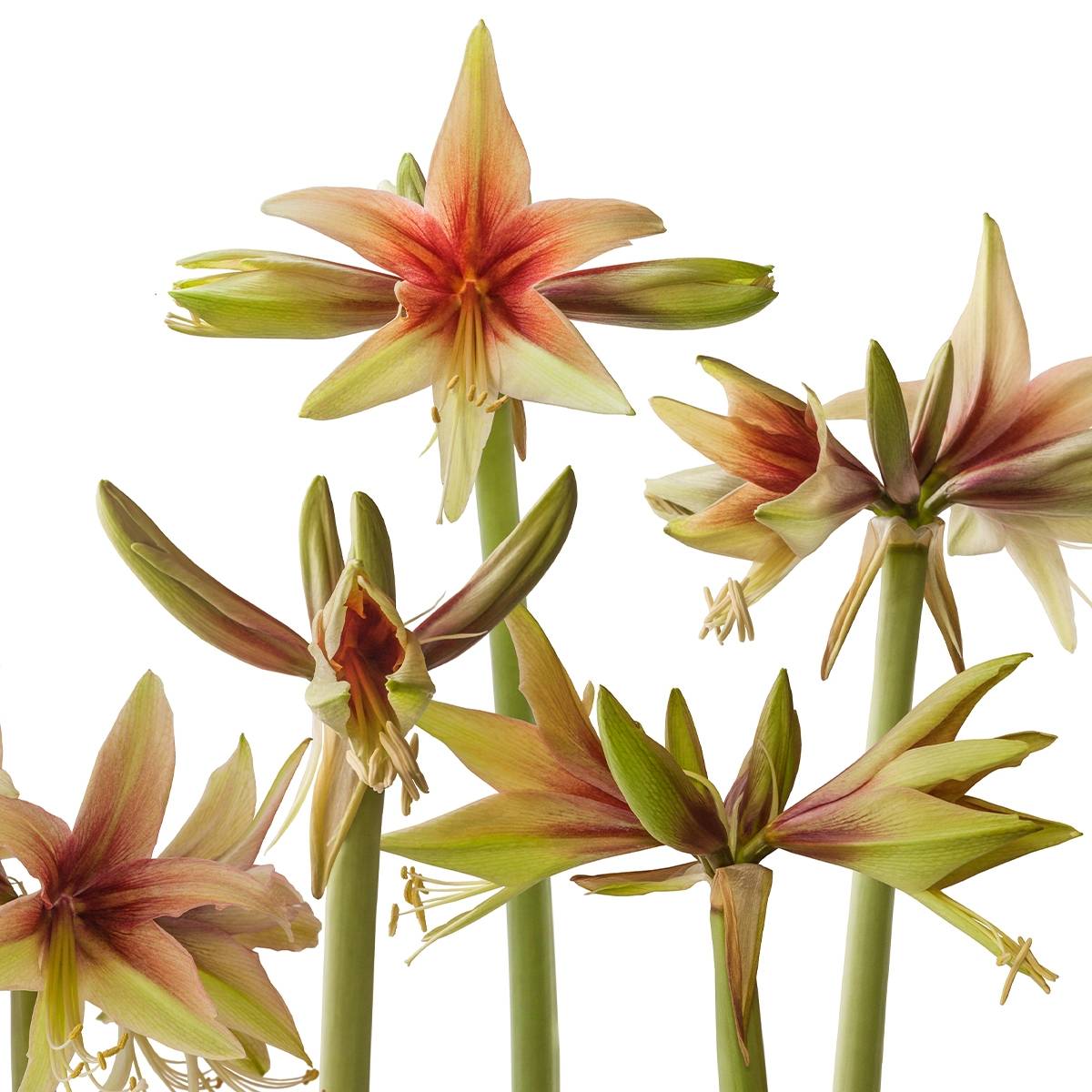 Promesse de Fleurs - Amaryllis Wild Amazone - Hippeastrum Bulbe calibre 28/30
