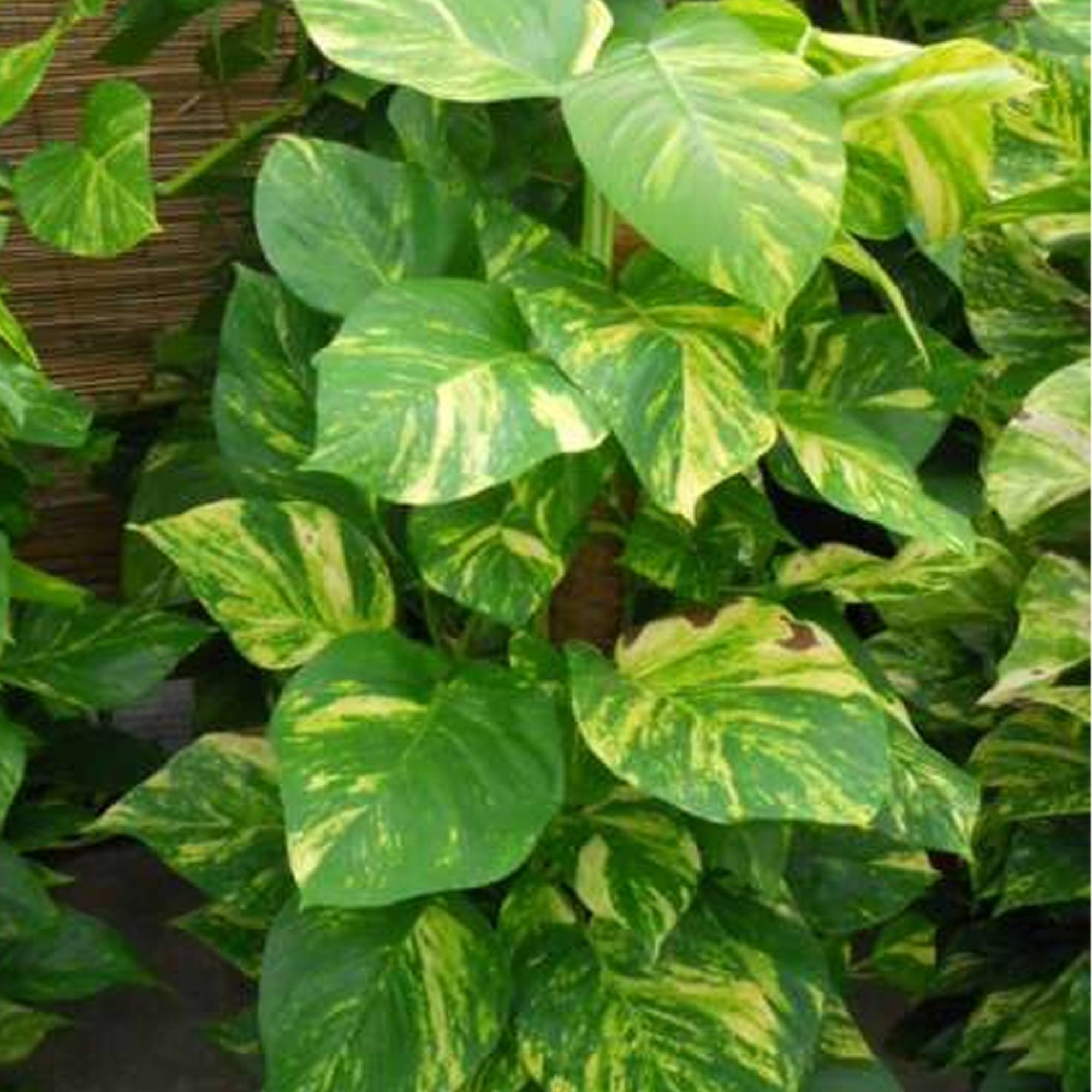 Gardenersdream - Epipremnum Aureum | Plante Vivace D'Intérieur Suspendue | Plante D'Intérieur Lierre Du Diable - GardenersDream - Imagen 3