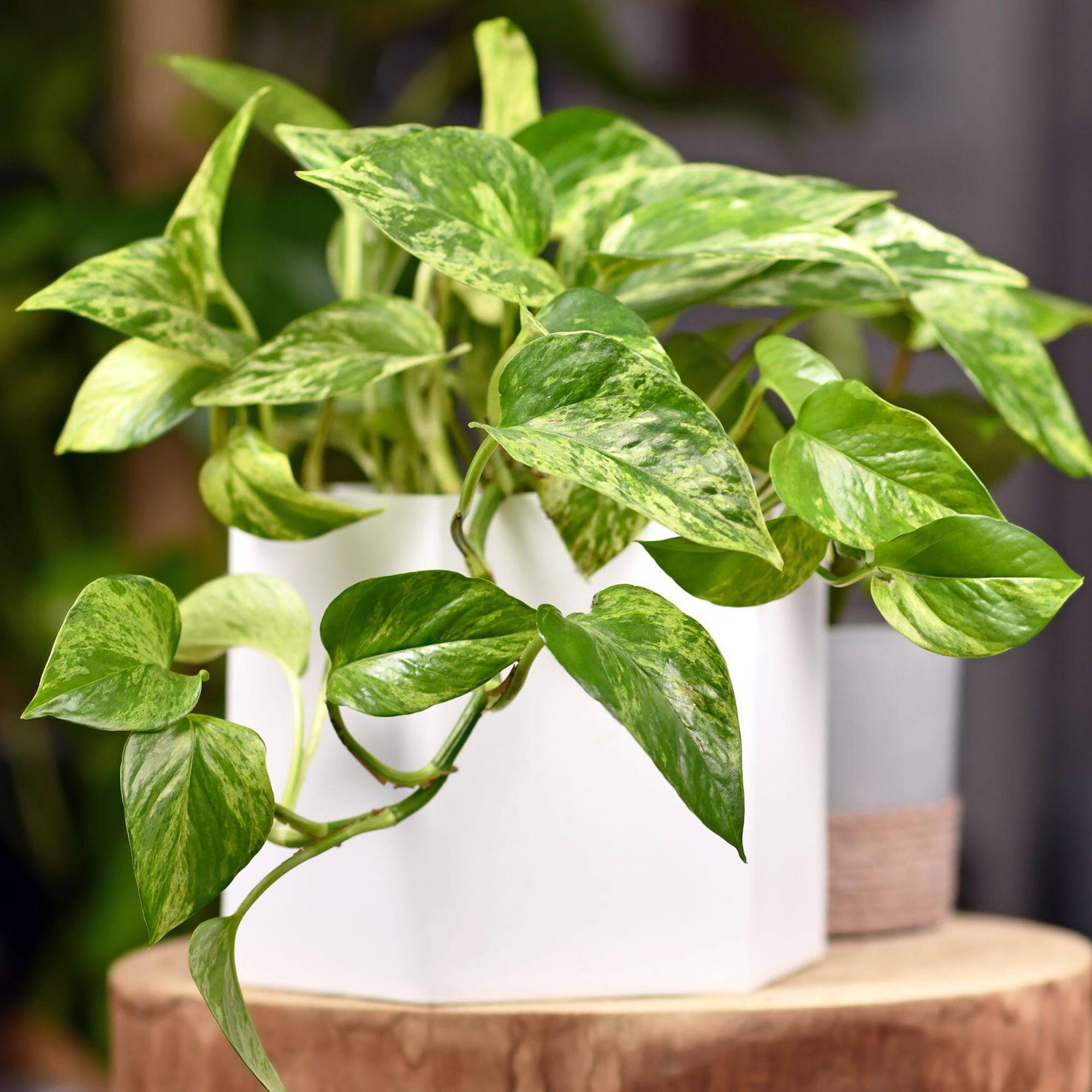 Gardenersdream - Epipremnum Aureum | Plante Vivace D'Intérieur Suspendue | Plante D'Intérieur Lierre Du Diable - GardenersDream - Imagen 1