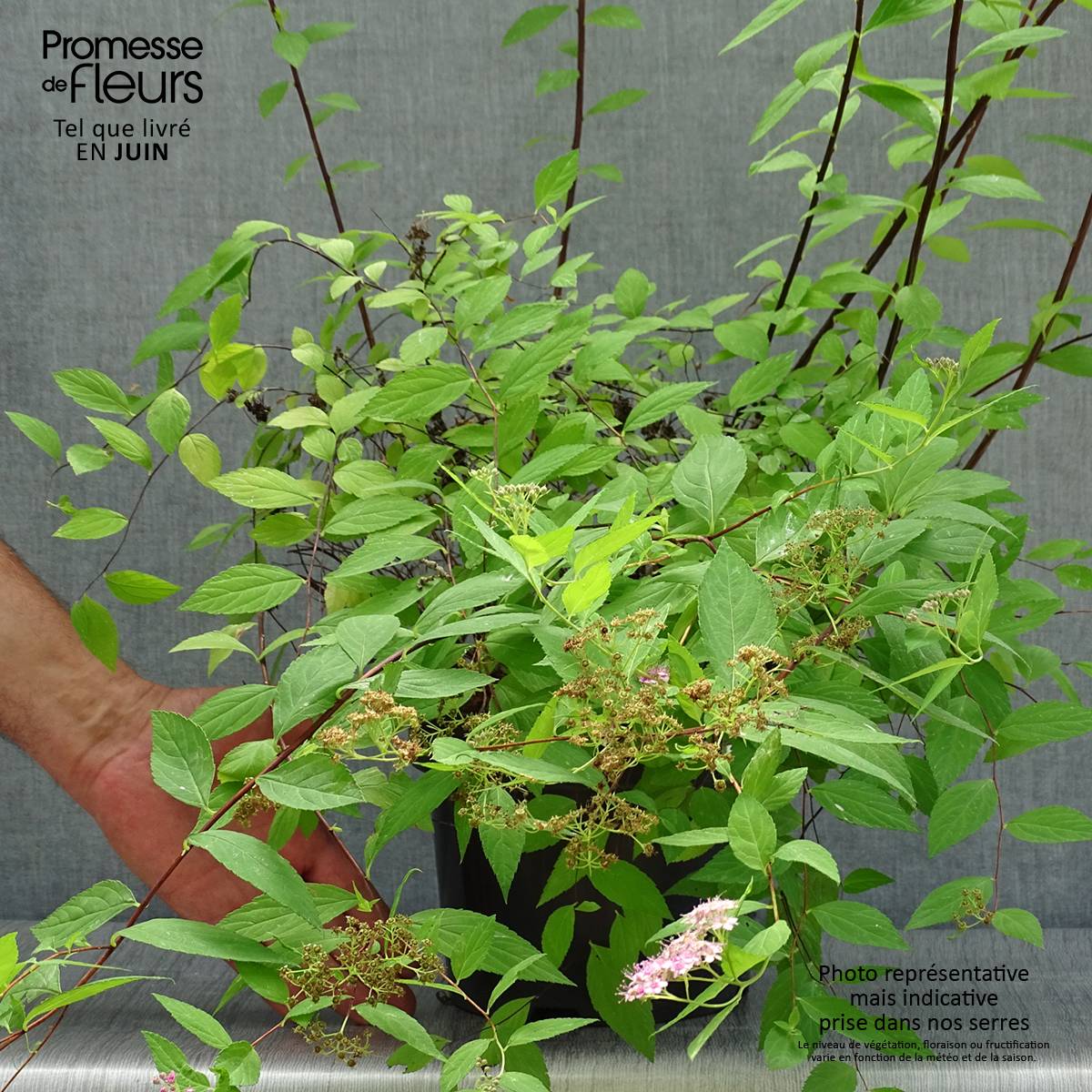 Promesse de Fleurs - Spirée japonaise Goldmound - Spiraea japonica Pot de 2L/3L - Image 2