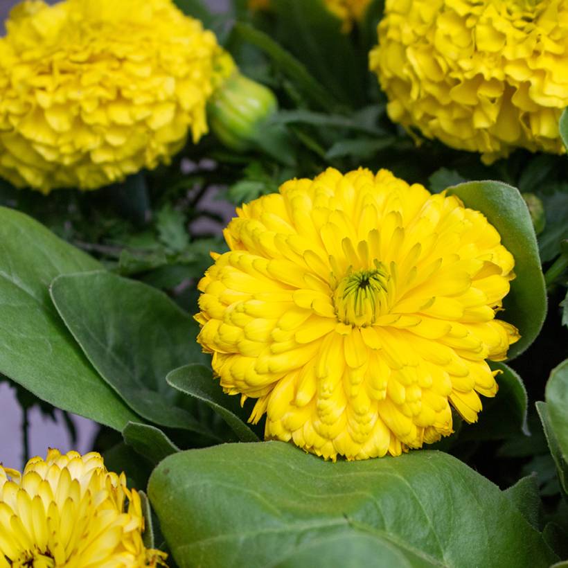 Promesse de Fleurs - Graines de Calendula officinalis Ball's Golden Yellow - Souci des Jardins le sachet de 300 graines environ (2,5g)