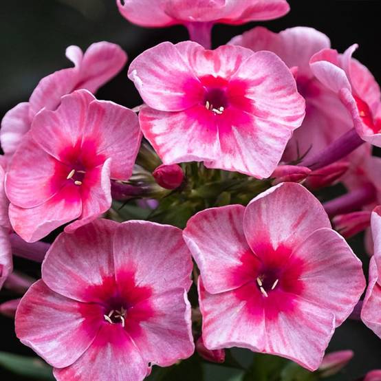 Phlox paniculata Stars and Stripes Petites Racines nues, Qualité premium