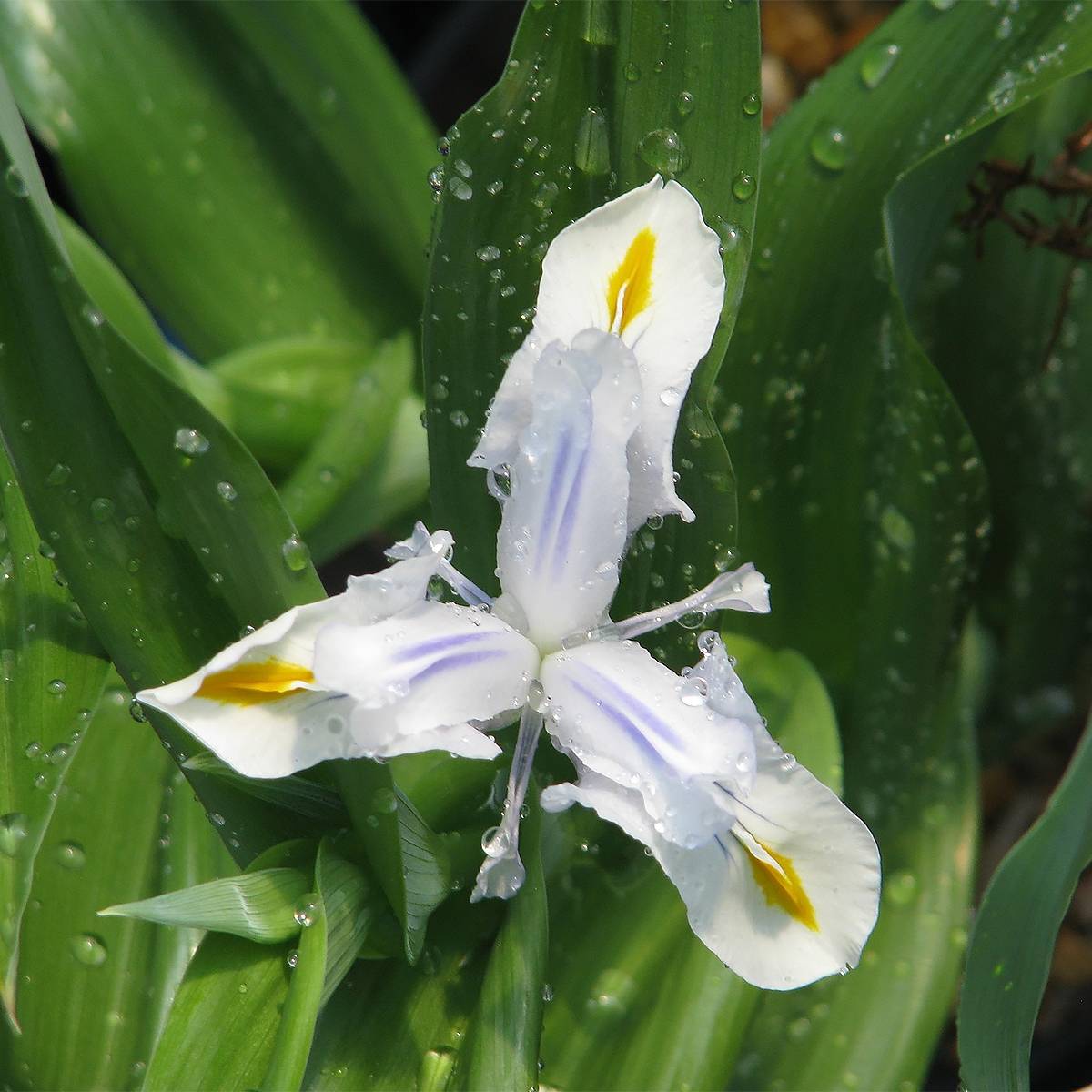 Promesse de Fleurs - Iris magnifica alba - Iris majestueux Bulbe calibre I