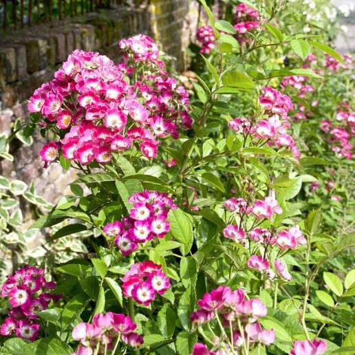 Promesse de Fleurs - Rosier paysager Rosanatura Bicolore Pot de 2L/3L