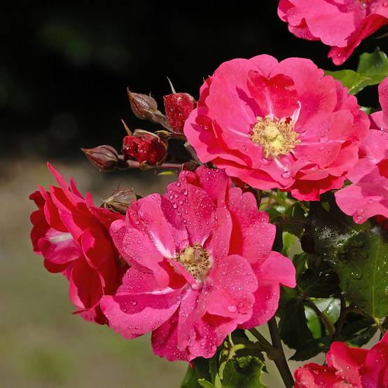 Rosier Patio Rose Xenia Pot de 3L/4L