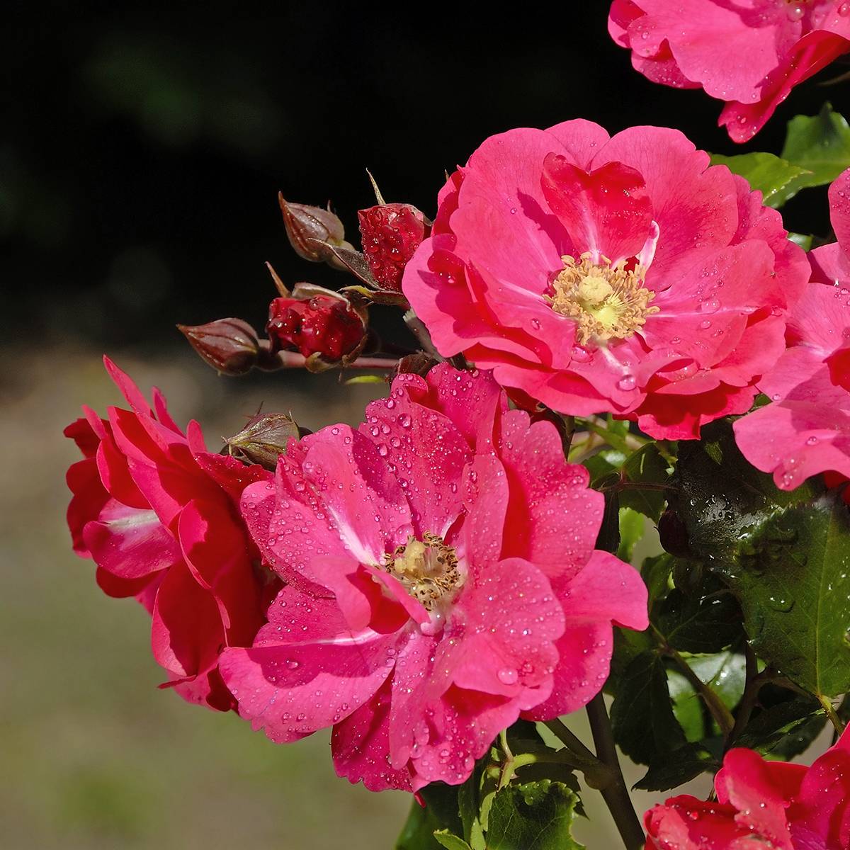 Rosier Patio Rose Xenia Pot de 3L/4L
