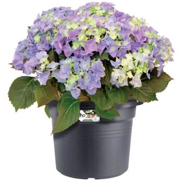 Elho - Pot De Fleurs Rond Green Basics - Plastique - ø40 - Noir - Imagen 3