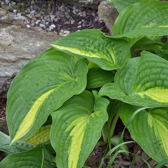 Hosta Center Of Attention Pot de 1L/1,5L