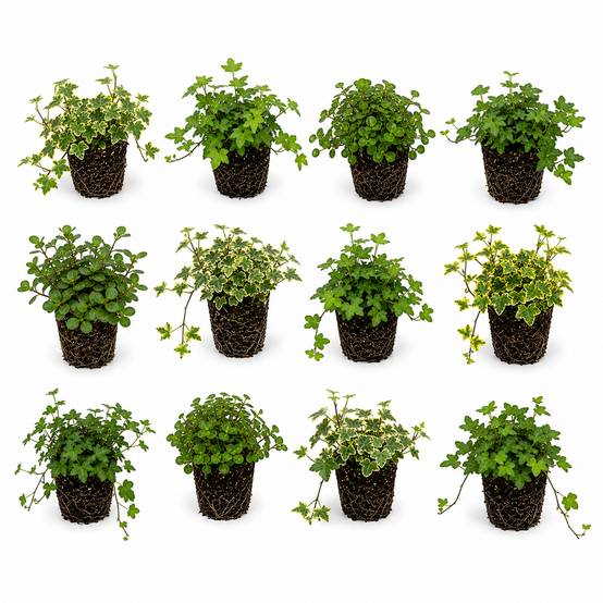 Hedera lierre mélangé 12 plantes P12 - couvre-sol bord de bassin ombre rustique - Image 1