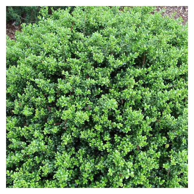 Houx crénelé Chat'o® 'FarrowSK6', Ilex crenata - Pot de 3L - 20/40 cm - Image 1