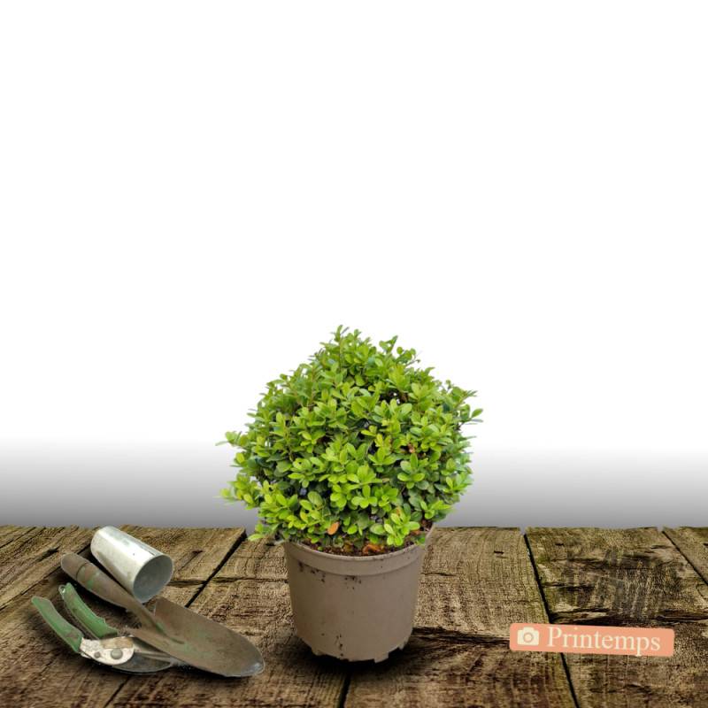 Houx crénelé Chat'o® 'FarrowSK6', Ilex crenata - Pot de 3L - 20/40 cm - Image 6