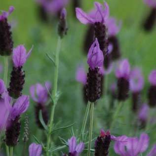 Promesse de Fleurs - Lavande papillon - Lavandula stoechas Godet de 7/8 cm - Image 1
