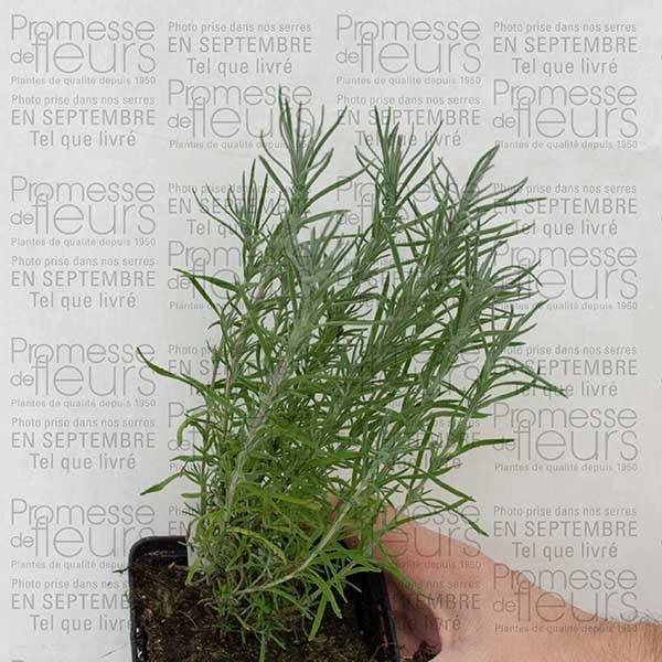 Promesse de Fleurs - Lavande papillon - Lavandula stoechas Godet de 7/8 cm - Image 3
