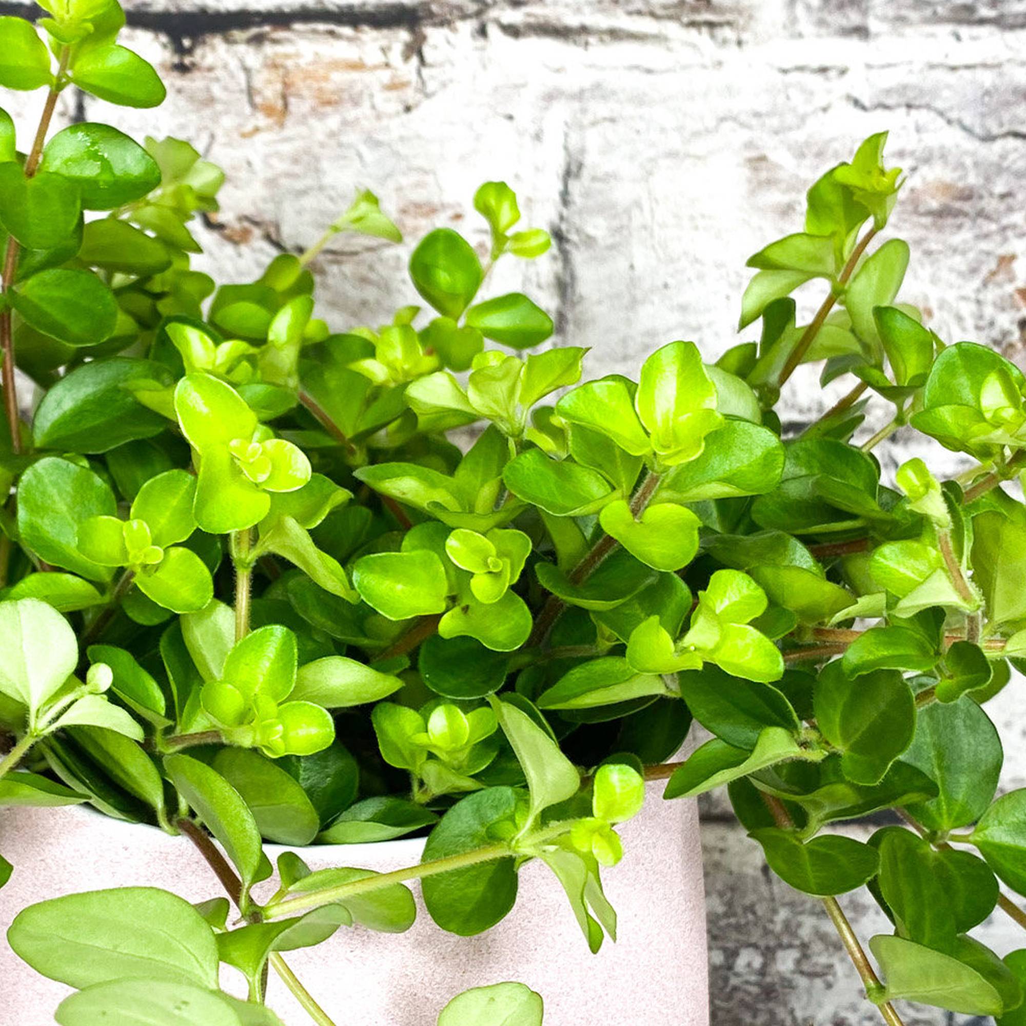 Gardenersdream - 1 X Peperomia Rotundifolia | Petite Plante En Pot Pour La Maison Ou Le Bureau - GardenersDream - Imagen 3