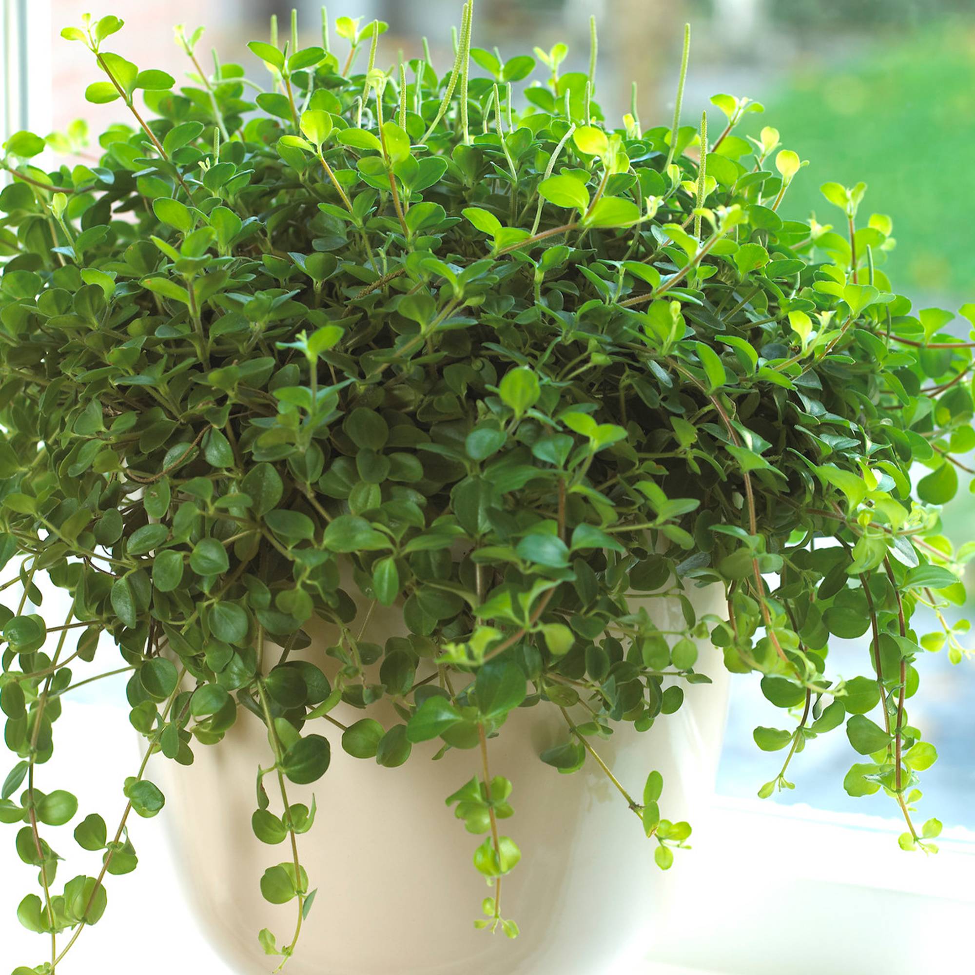 Gardenersdream - 1 X Peperomia Rotundifolia | Petite Plante En Pot Pour La Maison Ou Le Bureau - GardenersDream - Imagen 1