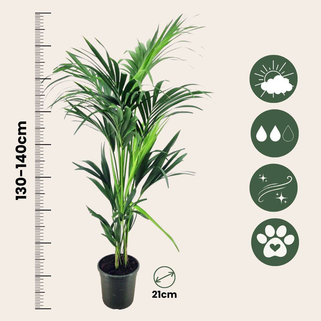 Plant In A Box - Palmier Kentia - Howea forsteriana - Hauteur 130-140cm - ⌀21cm - Image 6