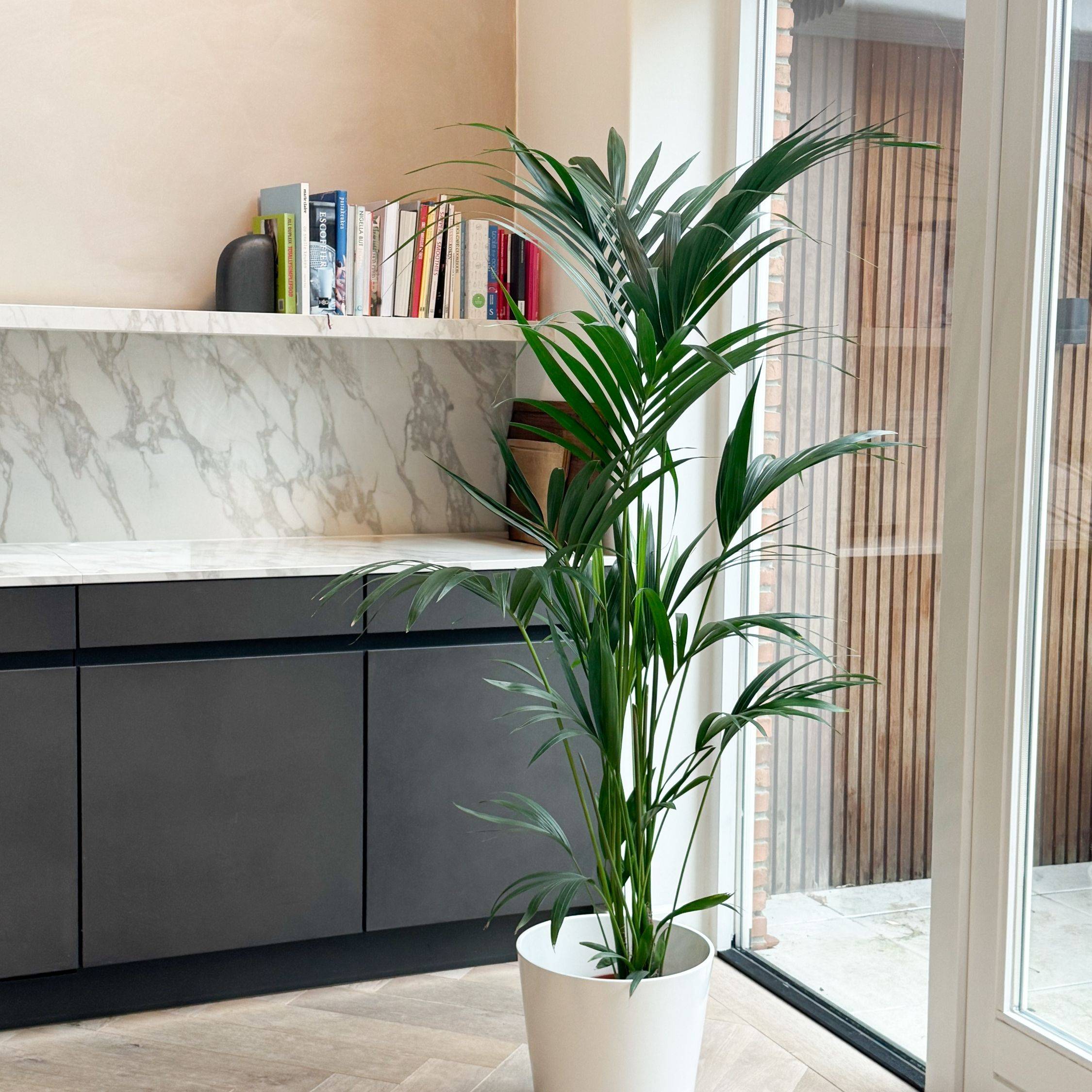 Plant In A Box - Palmier Kentia - Howea forsteriana - Hauteur 130-140cm - ⌀21cm - Image 3