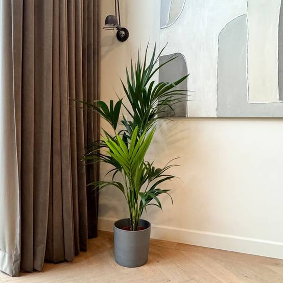 Plant In A Box - Palmier Kentia - Howea forsteriana - Hauteur 130-140cm - ⌀21cm - Image 2