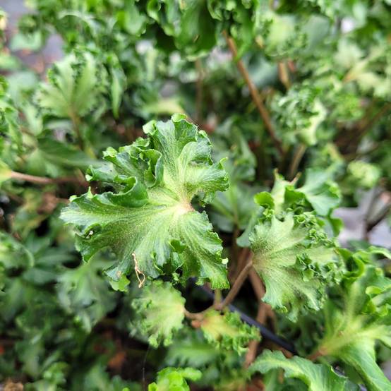 Promesse de Fleurs - Lierre commun - Hedera helix Filigran Godet de 8/9 cm