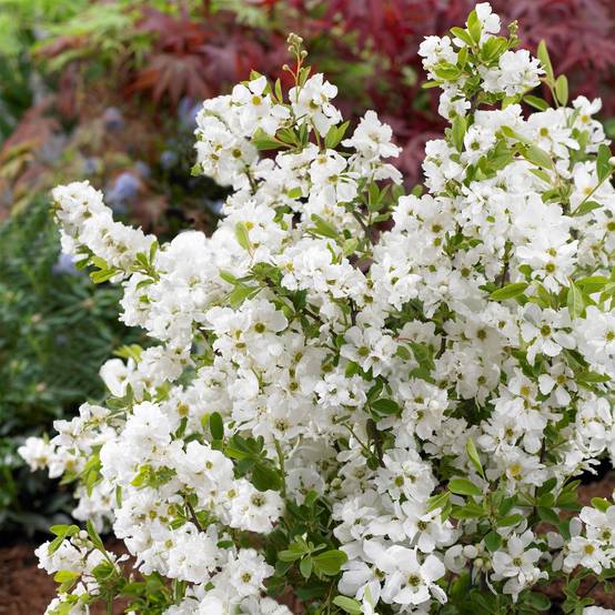 Promesse de Fleurs - Exochorda racemosa Niagara Pot de 3L/4L - Image 1