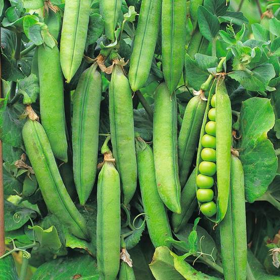 Promesse de Fleurs - Pois nain Rondo à écosser le sachet de 300 graines environ (75g)