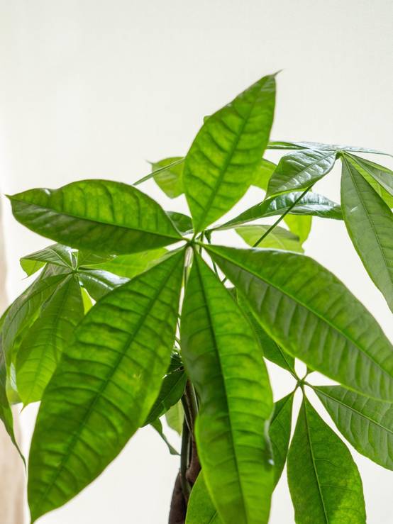 Kokedama - Pachira- La Green Touch - Image 2